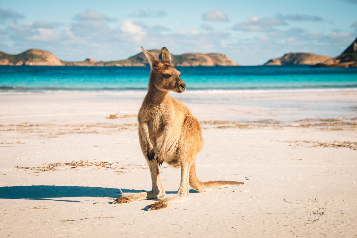 Australië: Un kangourou sur une plage de Lucky Bay dans le parc national de Cape Range