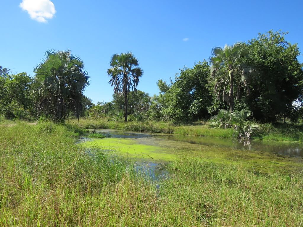 Nationaal Park Gorongosa : Nationaal Park Gorongosa :