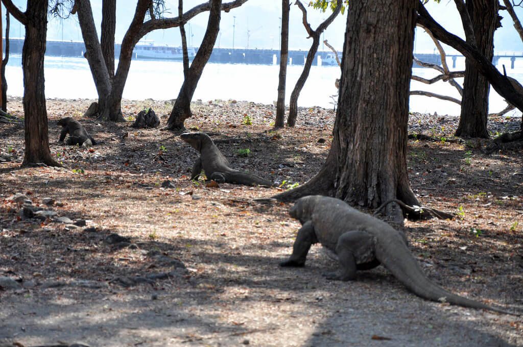 Komodo eiland : 