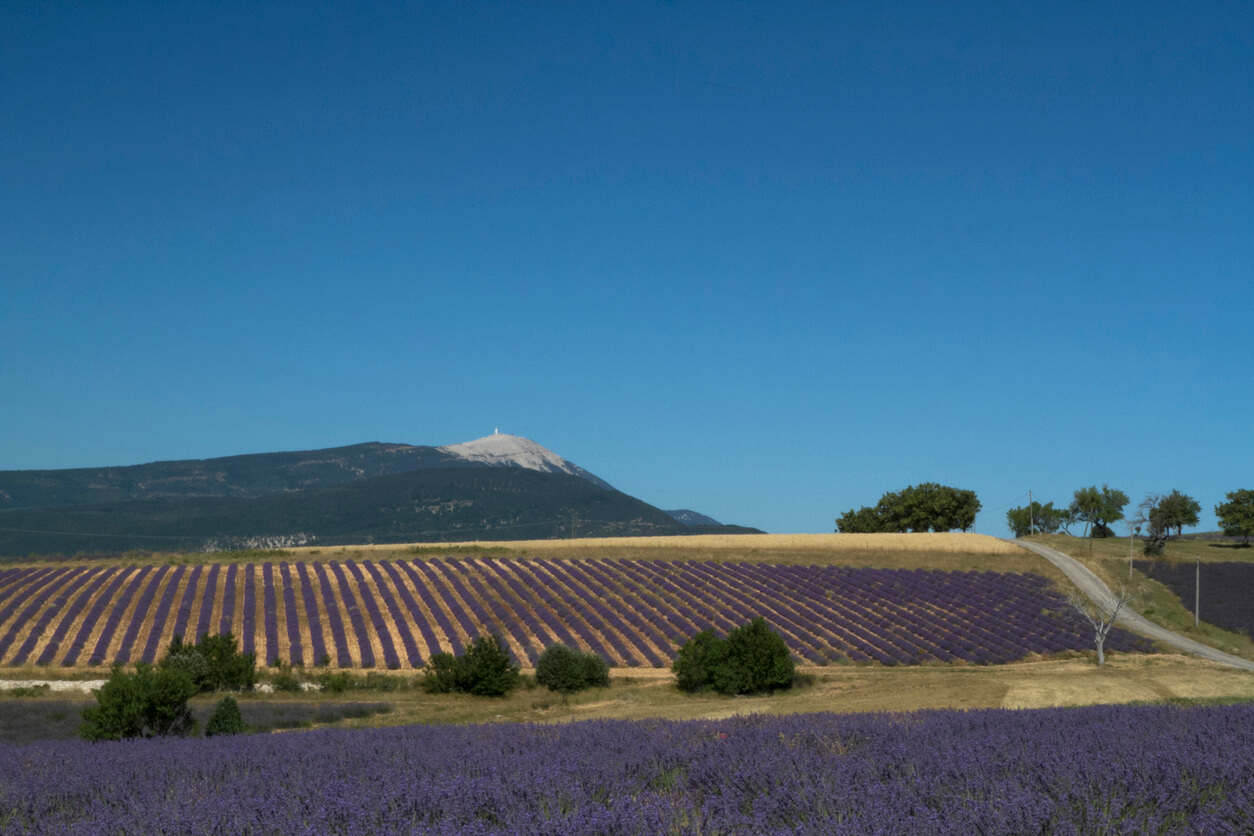Mont Ventoux : Mont Ventoux :