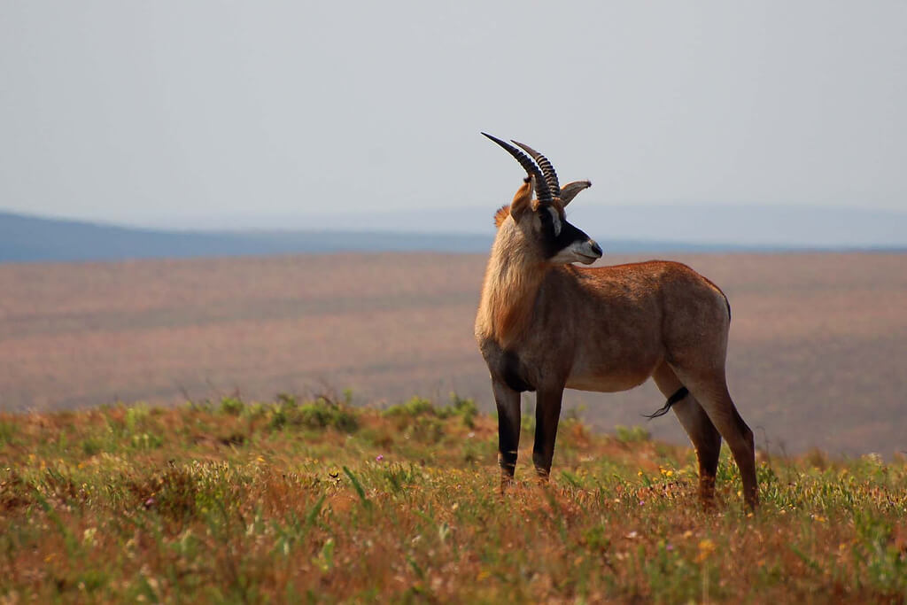 Nyika National Park : 