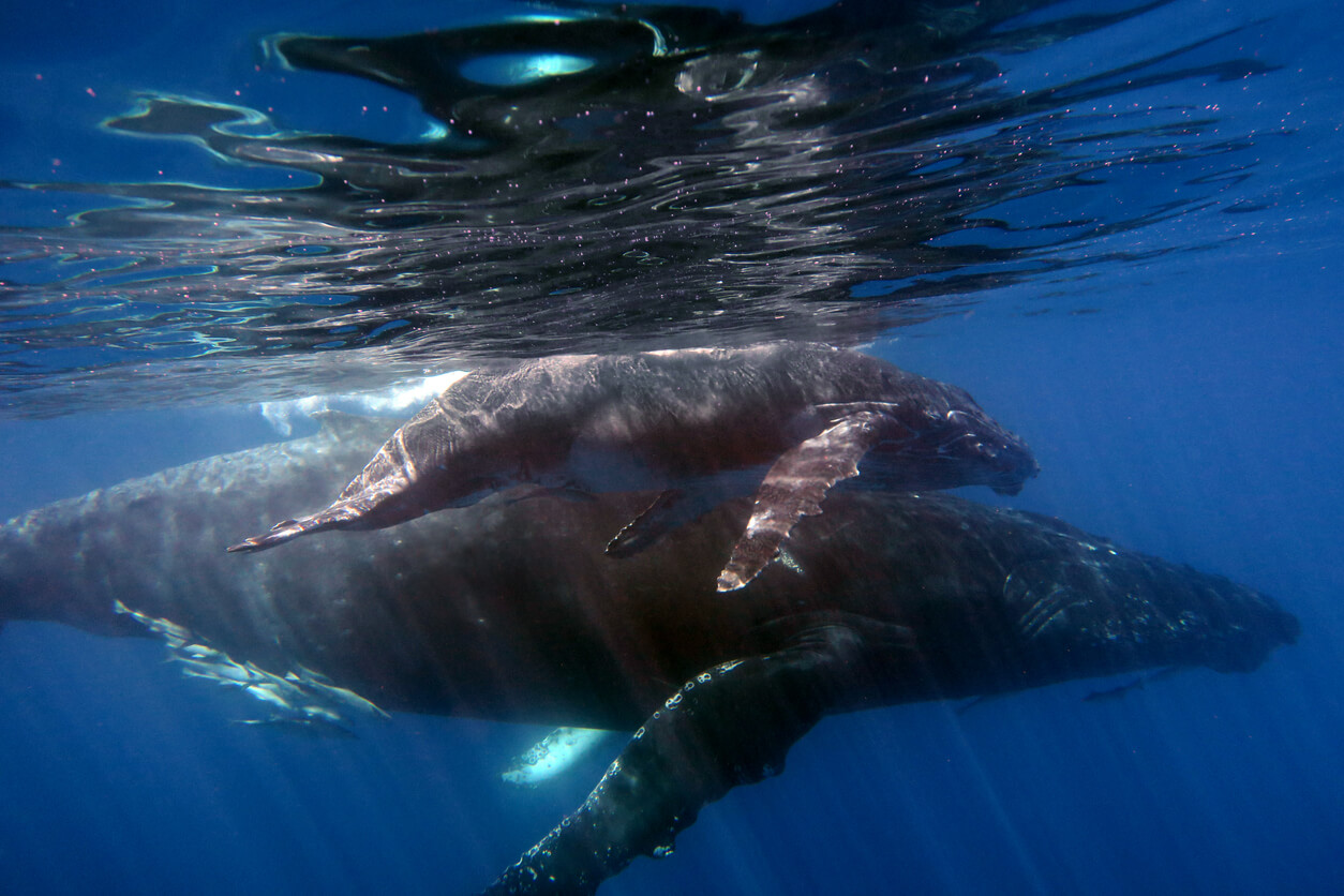 Sainte-Marieeiland : Les baleines à bosse à Sainte-Marie