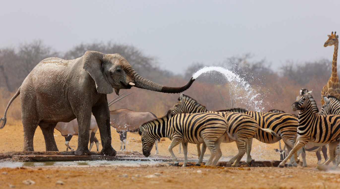 Etosha National Park : Etosha