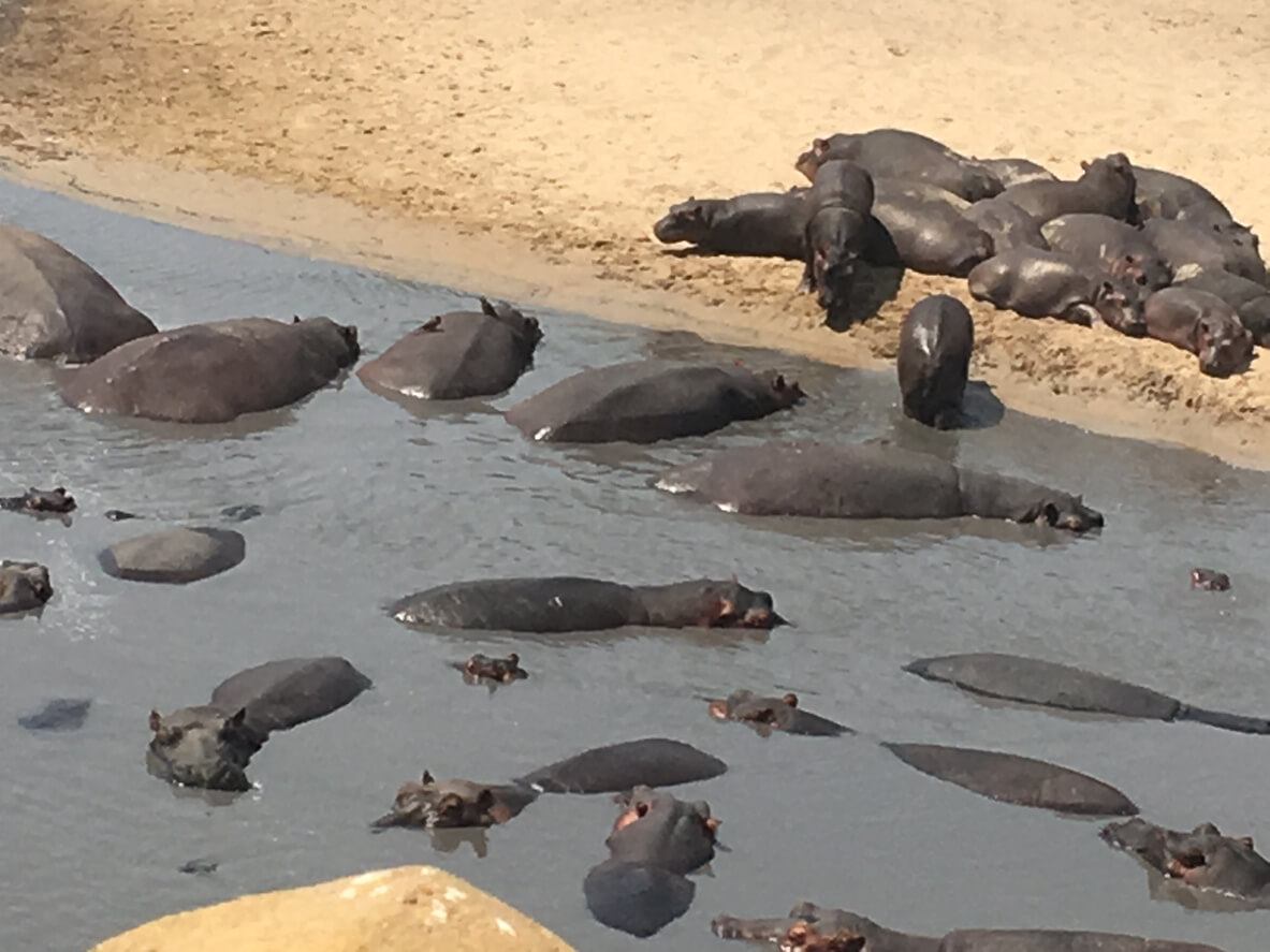 Katavi National Park : Le parc national de Katavi