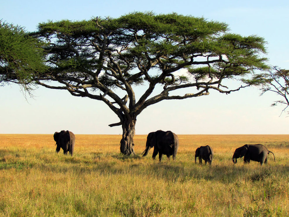 Nationaal park van Boven-Niger : 