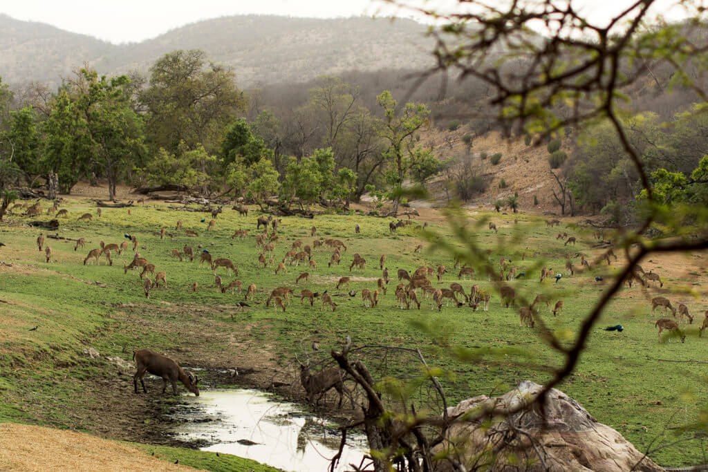 Ranthambore National Park : Ranthambore National Park :
