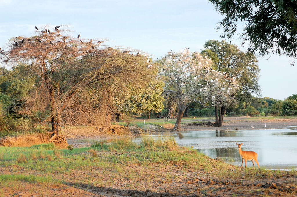 South Luangwa National Park : 