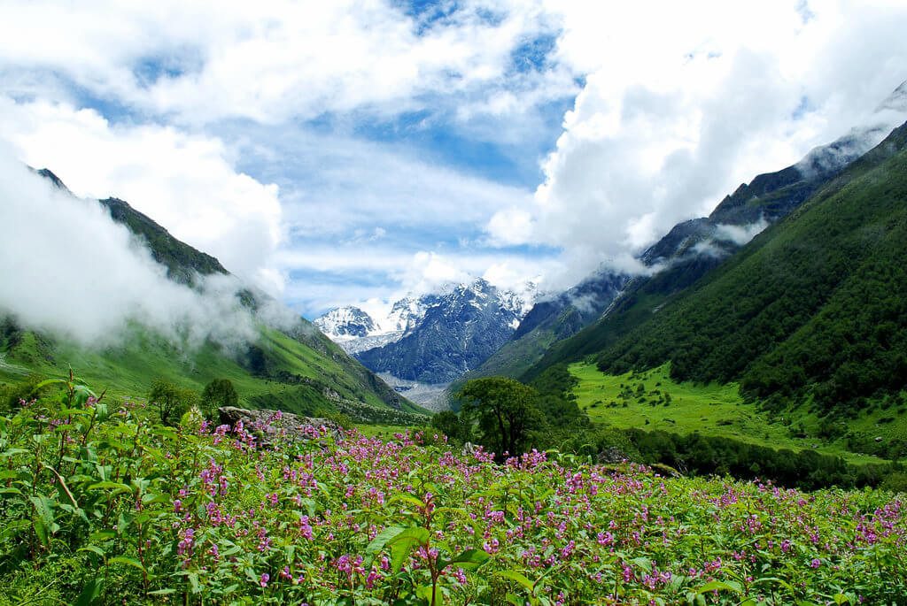 Valley of Flowers National Park (Uttrakhand) : 
